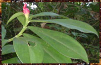 Flore guyanaise: bienvenue dans un autre monde
